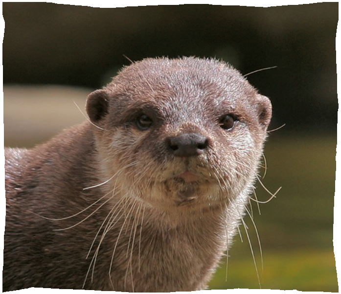 loutre