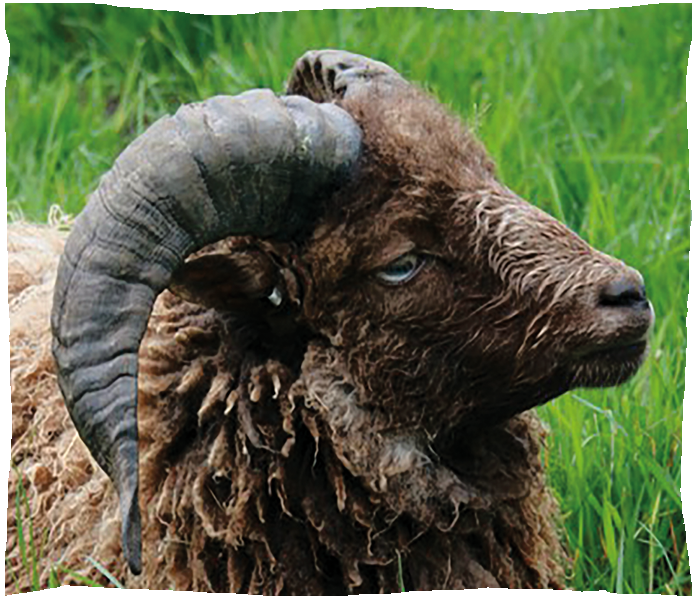 mouton d'ouessant