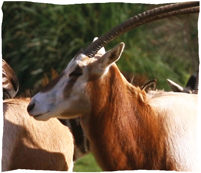 oryx algazelle