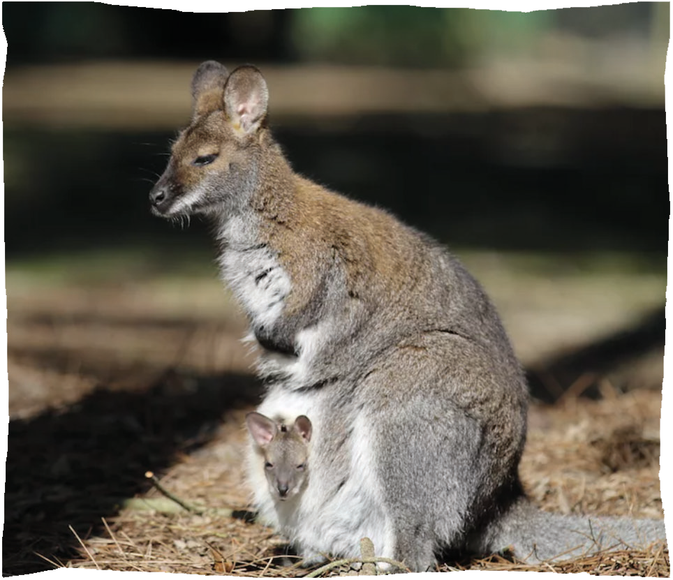 wallaby cadre photo