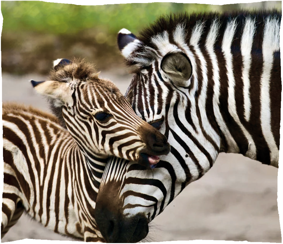zebre cadre photo