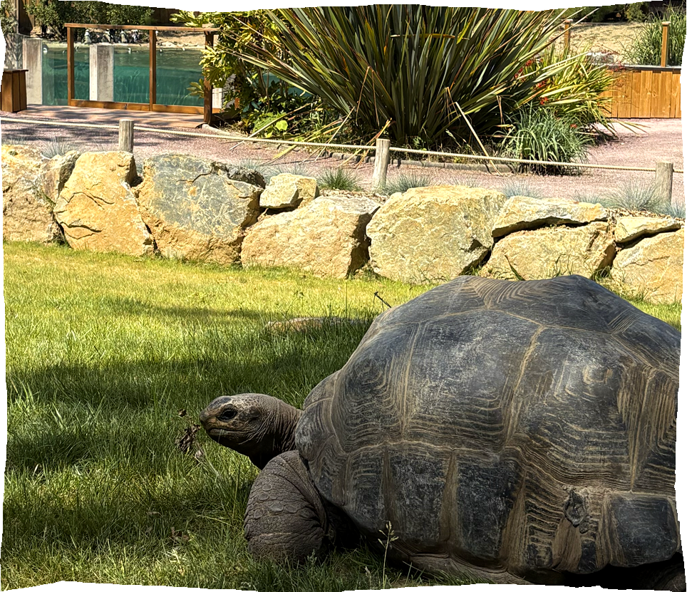 tortues 2