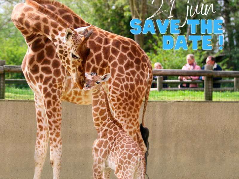 21 juin : Save the date ! Journée mondiale de la Girafe