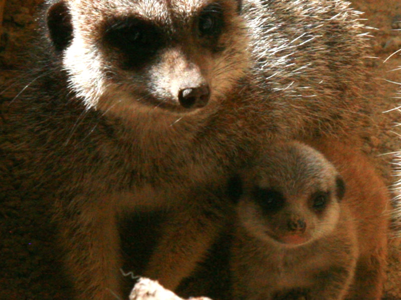 Naissance d’un bébé suricate