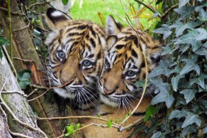 bebe tigres hd