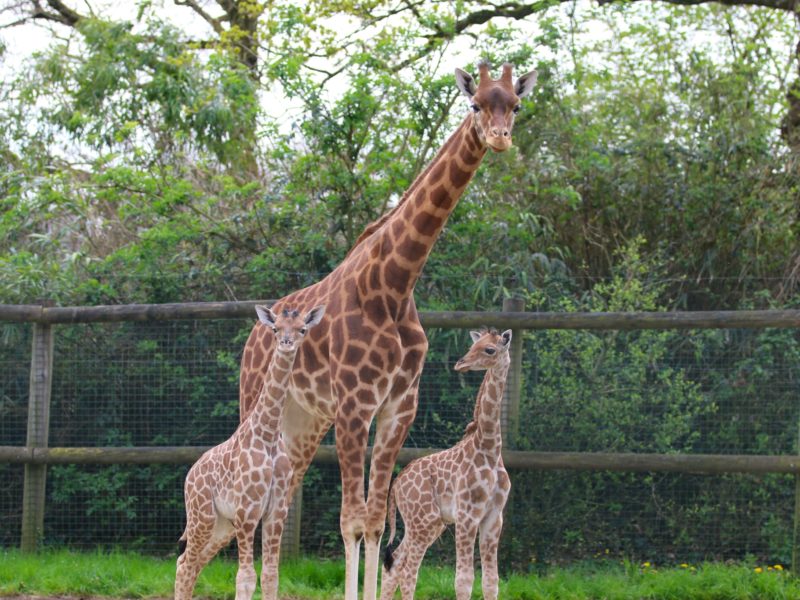 Incroyable ! Deux girafons au Zoo de Champrépus !