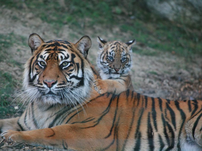 2012 : naissance de Dourga, première femelle tigre de Sumatra née au Parc