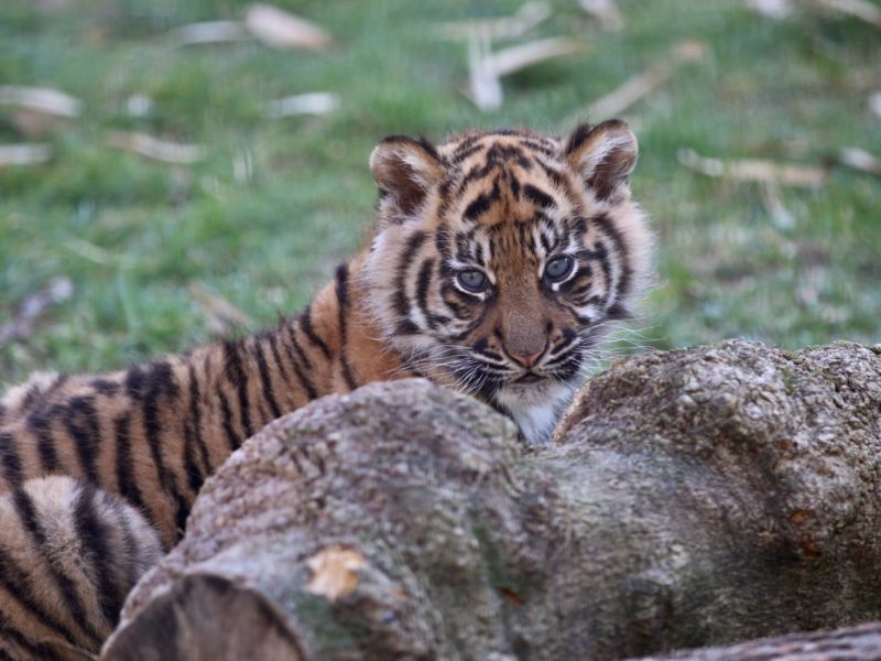 Surya, notre bébé tigre de Sumatra